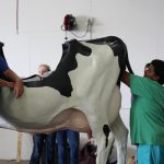 Dornink_andCow