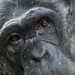 AnimalWebCam-short