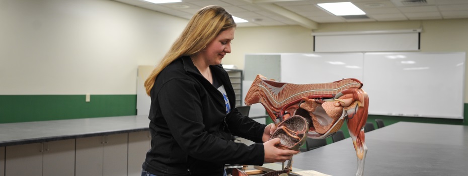 A Student With a Model Cow