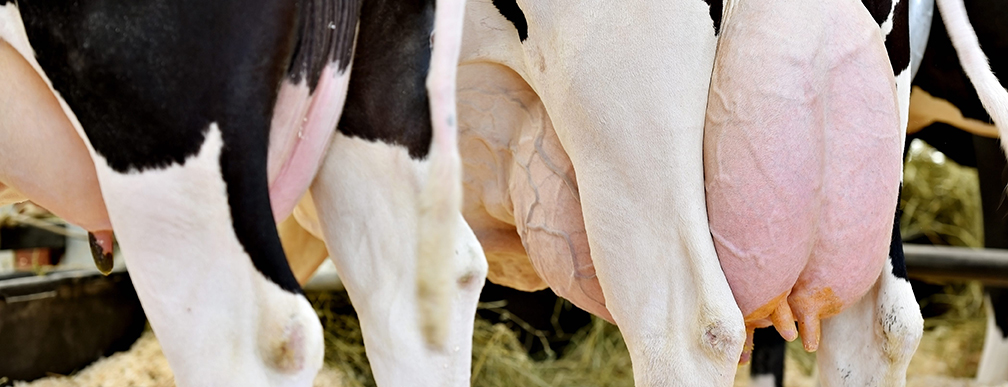 Automated Milking System Barn